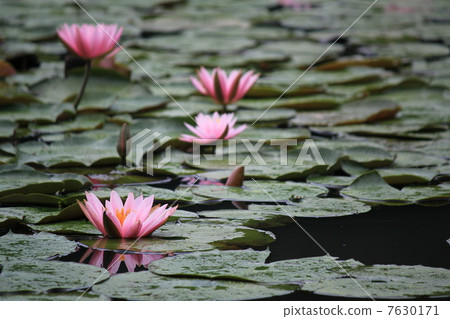 睡蓮 7630171