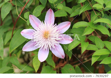 Clematis flower 7630297