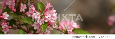 Weigela Weigela 7630442