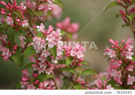 Weigela Weigela 7630443