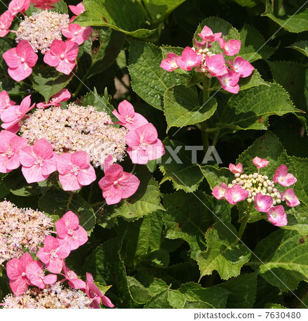 公主繡球 公主繡球 7630480