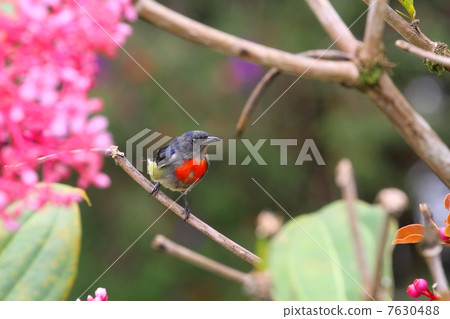 Bornean Flowerpecker（Borneo Nodo Akahana Dori）♂ 7630488