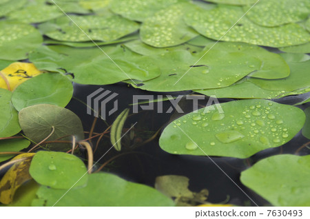 Junsai在水中 Junsai在水中 7630493