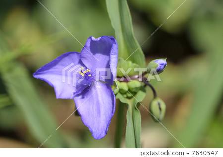 Murasakiyukusa (purple ashes) 7630547