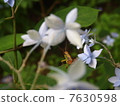 Citidanka and grasshoppers 7630598