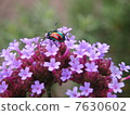 Red leaf beetle 7630602