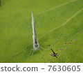 Monsieur root 7630605