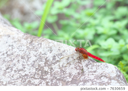 Shoujo dragonfly 7630659