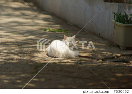 白貓的Hinonobutko 7630662