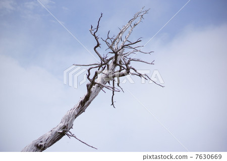 瞄準天空的白色天空樹 7630669