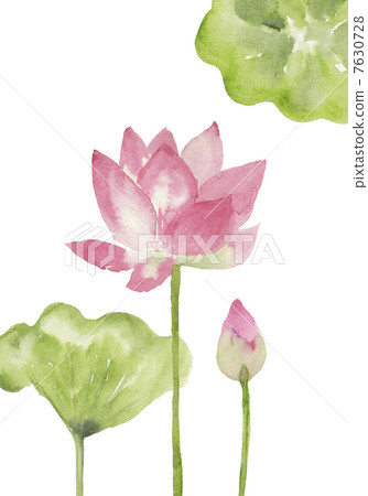 蓮花和芽 蓮花和芽 7630728