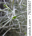Tiranjia Usune euses flower photo Air plants 7630807