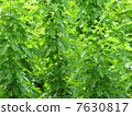 Mulberry leaves 7630817