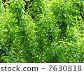 Mulberry leaves 7630818