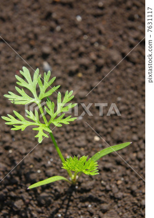 Carrot seedlings Carrot seedlings 7631117