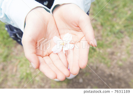 Cherry blossom petals in hand Cherry blossom petals in hand 7631189