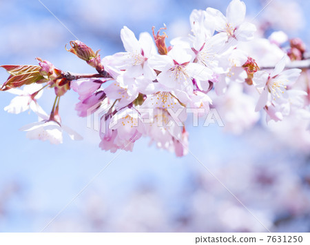 Cherry Blossoms Cherry Blossoms 7631250
