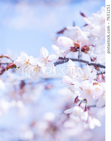 Cherry Blossoms Cherry Blossoms 7631251