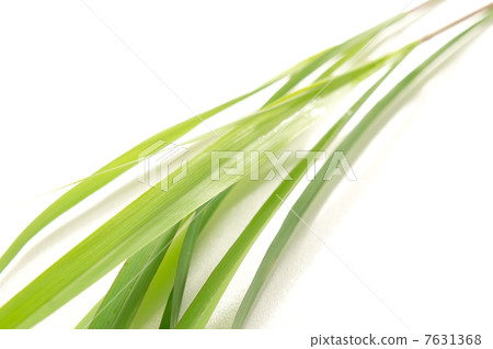 Lemon grass Lemon grass 7631368