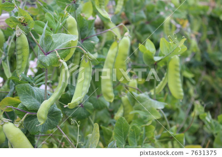 豆類 豆類 7631375