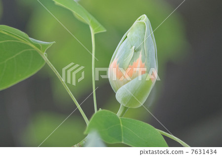 Buds of turpentine Buds of turpentine 7631434