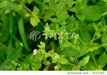 植物·牛植物 植物·牛植物 7631493