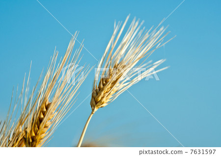 Wheat field Wheat field 7631597