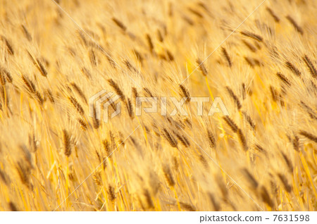 Wheat field 7631598