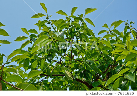 Tree · Oyster Oyster 7631680