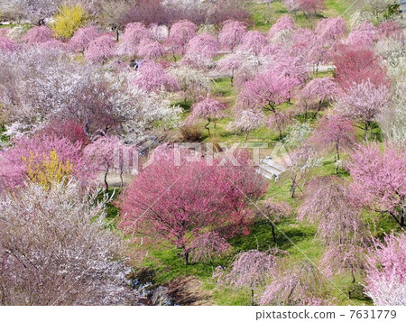 Taoyuan Township Inan Bairin 7631779