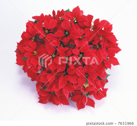 Poinsettia Poinsettia 7631966