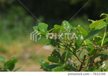 Blueberry young fruit blueberry fruit 7632100