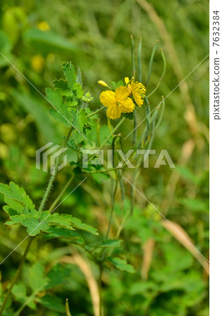 植物·Yunobi Poaceaceae 7632384