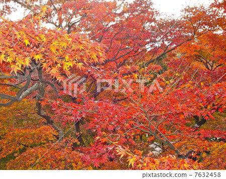 秋葉（清水寺/京都市東山區清水） 7632458