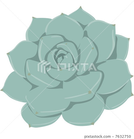 Succulent plants 7632750