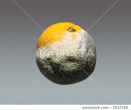 Mold molded orange 7632789