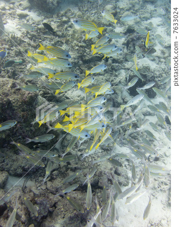 一群馬爾代夫魚 7633024