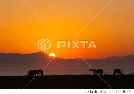 在Abashiri Noge海角和日出的Misaki大農場吃草馬 在Abashiri Noge海角和日出的Misaki大農場吃草馬 7633025