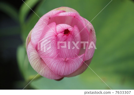 Lotus flower Lotus flower 7633307