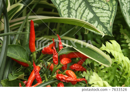 Goshiki Capsicum 7633526