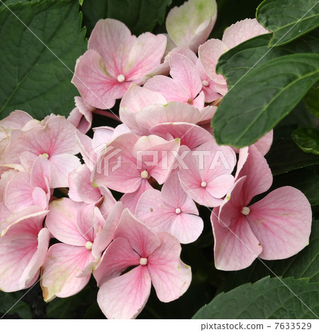 繡球 繡球 7633529