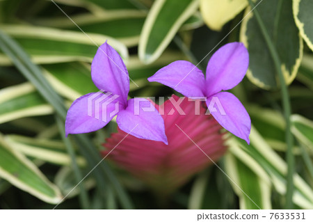 Tirantia·Lindeney 7633531