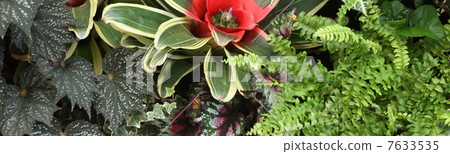 Neoregeria Neoregeria 7633535