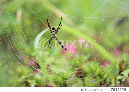 Araneidae Araneidae 7633559