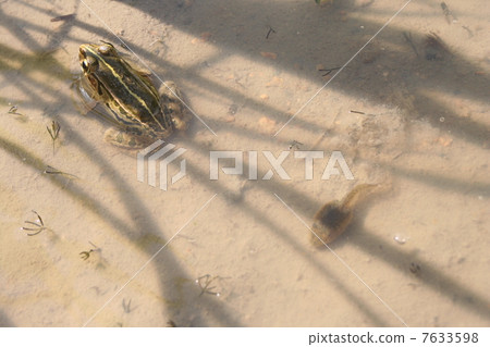 Frogs and tadpoles 7633598
