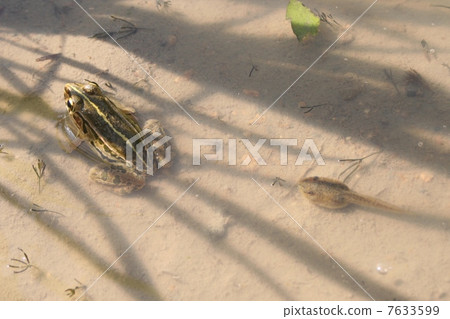 青蛙和蝌蚪 7633599