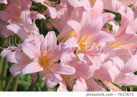 Natsuisen Sen 7633672