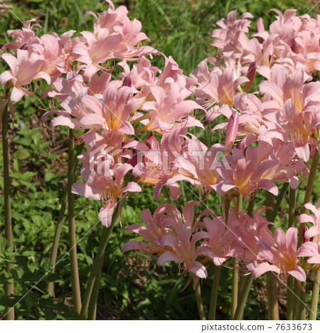 Natsuisen Sen 7633673