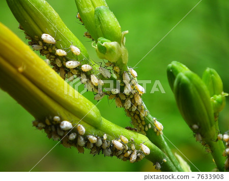 蚜蟲 7633908