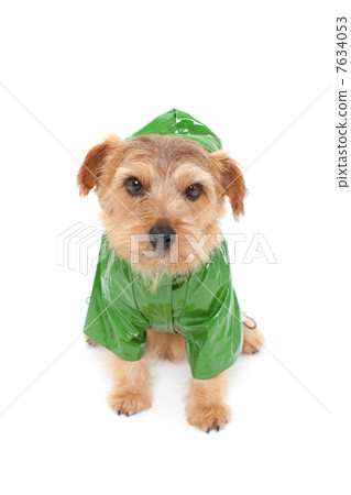 Norfolk terrier wearing a raincoat Norfolk terrier wearing a raincoat 7634053
